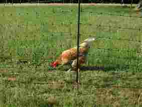 electric fencing for chickens