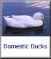 the domestic ducks we breed and sell