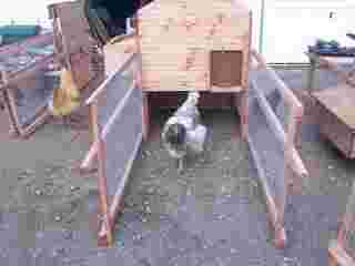 Initial inspection by blue orpington