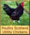 utility poultry we breed and sell
